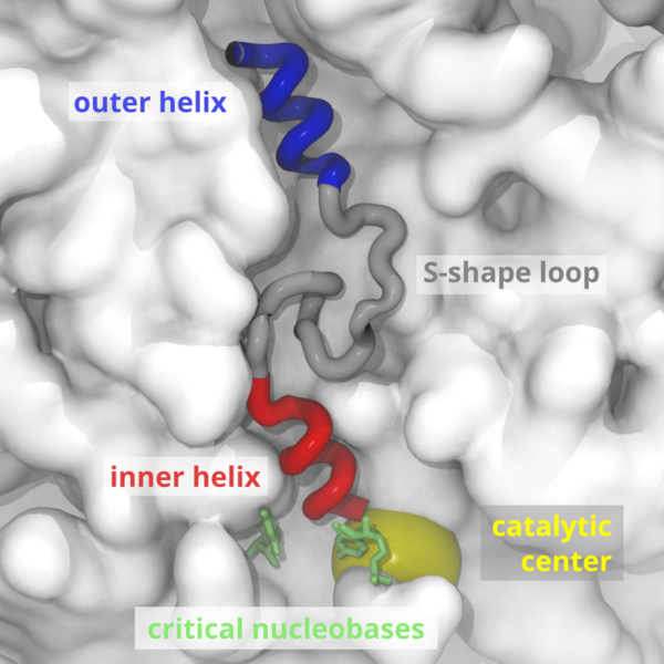 VemP peptide in the ribosome exit tunnel'