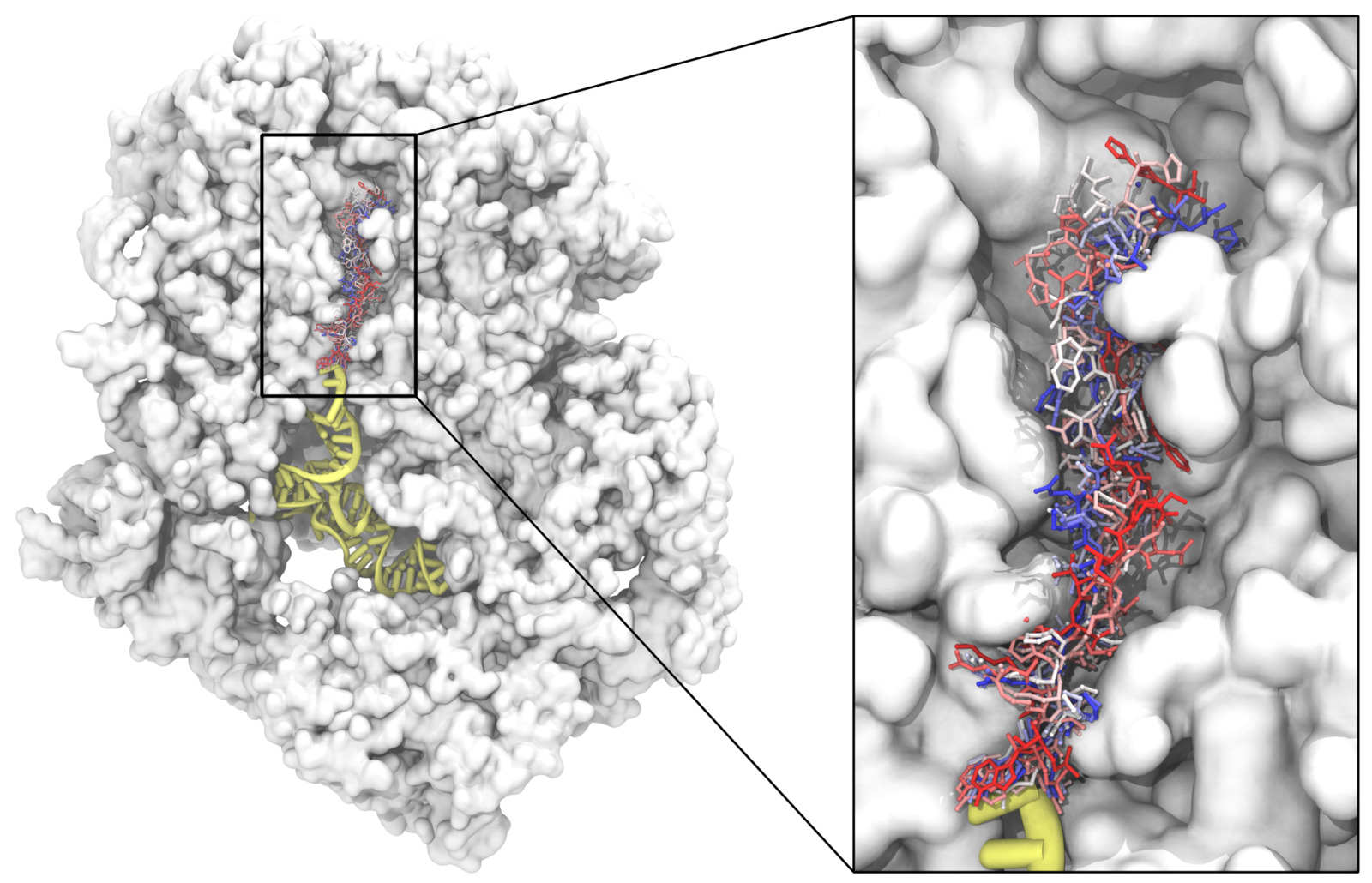 The unstalled tnaC nascent peptide in the ribosome