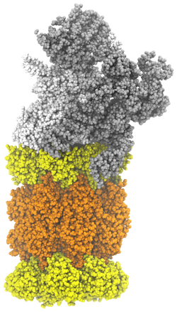 Human proteasome