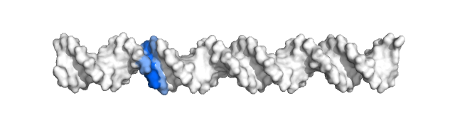 Charge (in blue) travelling accross a DNA