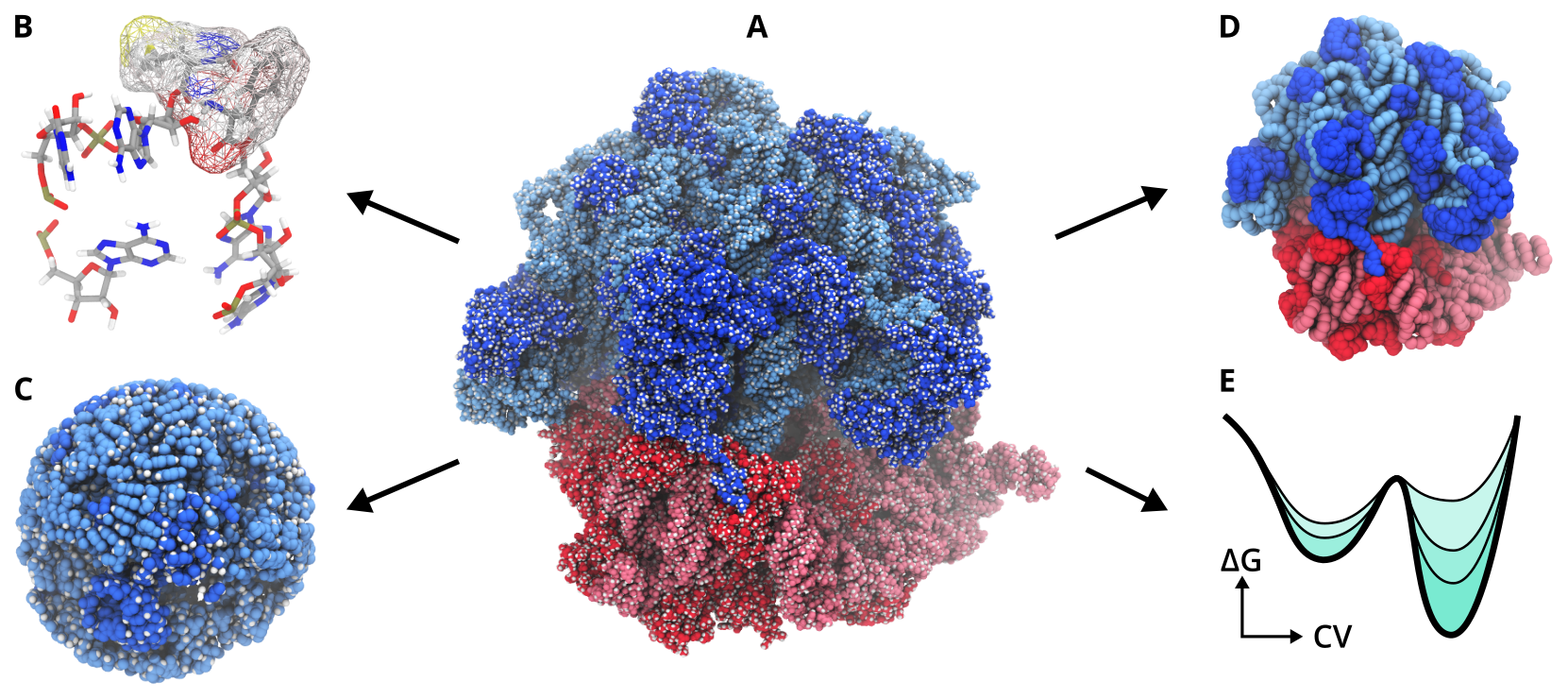 A review about ribosome simulations