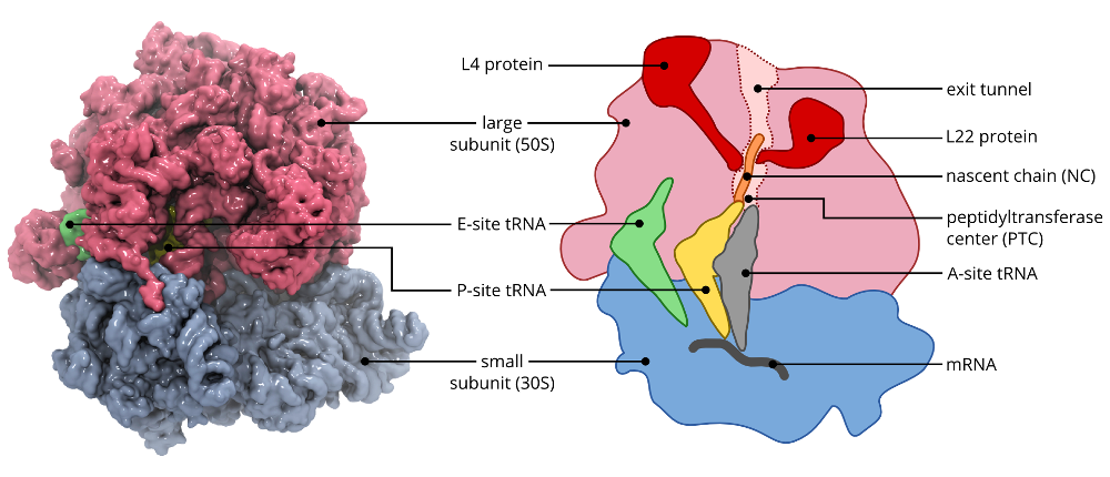 Ribosome anatomy